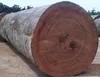 IROKO, BUBINGA, SAPELLE, PADOUK HARD WOOD FROM CONGO FOR SALE