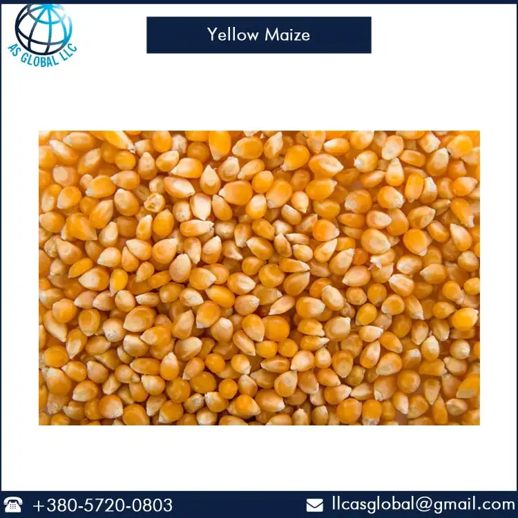 maize 1-min.jpg