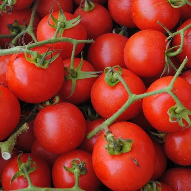 buy fresh tomatoes online