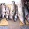 /product-detail/buy-quality-frozen-pike-bait-fish-best-price-50042616021.html