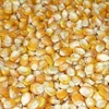 Quality Yellow Corn for animal feeds