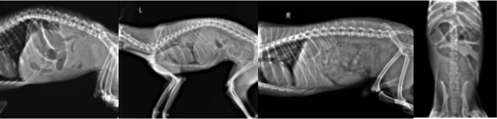 Medis Hewan Peliharaan Dr Digital X Ray Radiografi Sistem Untuk Anjing Kucing Hewan Mesin Buy Hewan Peliharaan Dr Hewan Peliharaan Digital Radiografi Hewan Peliharaan Sistem X Ray Product On Alibaba Com