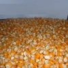 High Quality POP CORN / SWEET POP CORN