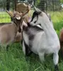 Alpine Goats, saneen, Hijazi, Nubian, pashmina, Boer live goats for sale!! Milking goats