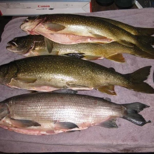 whole frozen chub mackerel