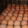 /product-detail/fresh-brown-and-white-shell-chicken-eggs-from-south-africa-50031447803.html