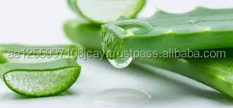 
High quality Aloe vera leaf 