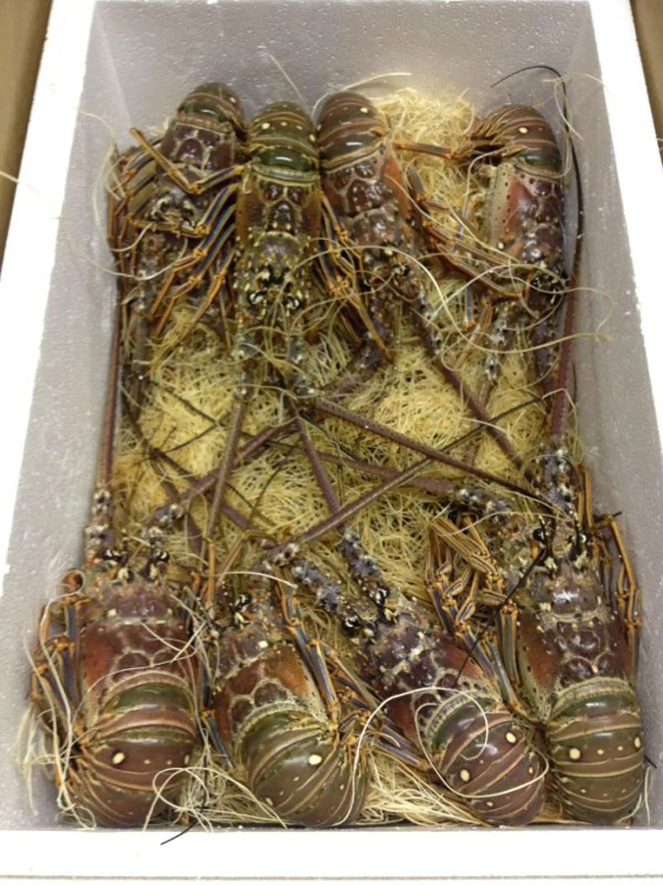 Live Florida lobster 2