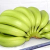 Top Quality Fresh Plantain Banana