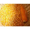Natural Brazil Yellow Dried Maize/Corn
