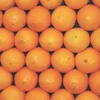 Fresh Citrus Navel oranges valencia orange