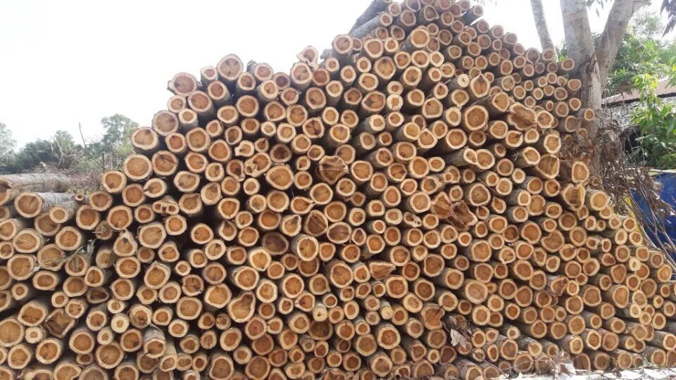 Khaya Firewood / Acacia Firewood Vietnam / Dried Wood For Oven,Bbq