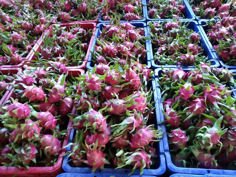 Supply Fresh Dragon Fruit With Premium Quality_ Phulimex Co.ltd