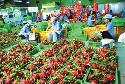 thanh_long_xuat_khau.jpg