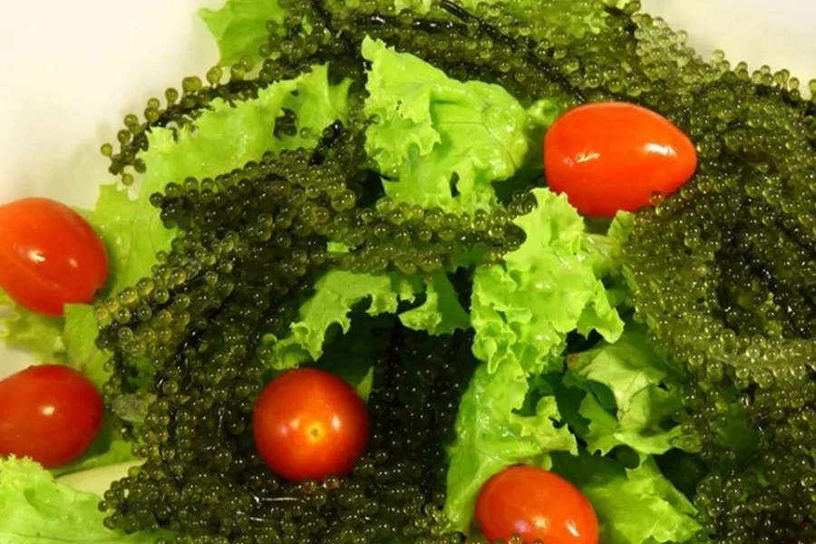 Fresh Sea Grape Seaweed _ High Quality Low Price Vietnam Buy Sea