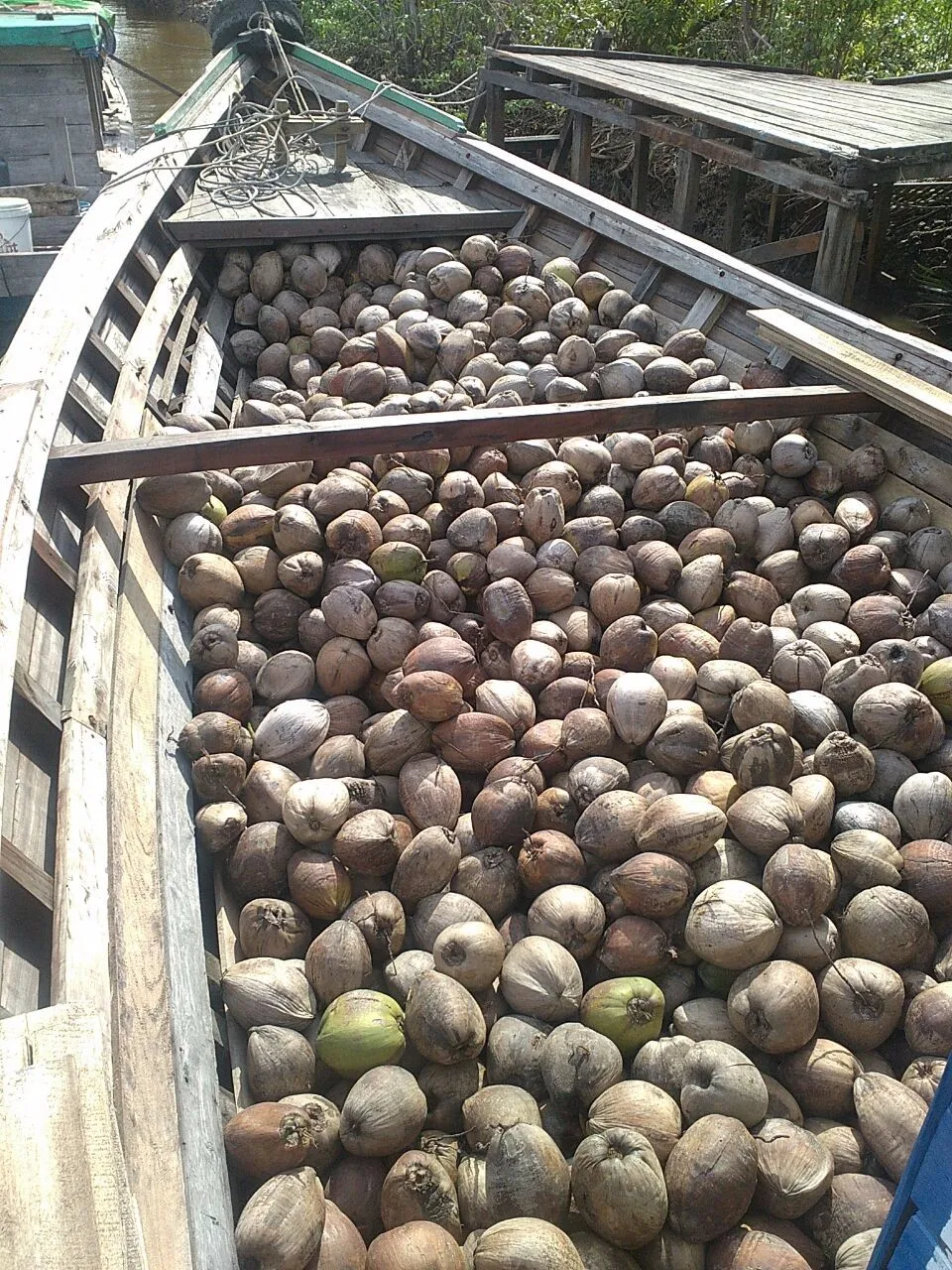 Fresh Mature Coconut Buy Fresh Coconuts For Sale,Cheap Fresh Coconuts