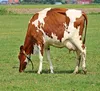 Veterinary Foot Rot Medicine for all Animals - Organic Ayurvedic Herbal - External Application Supplement