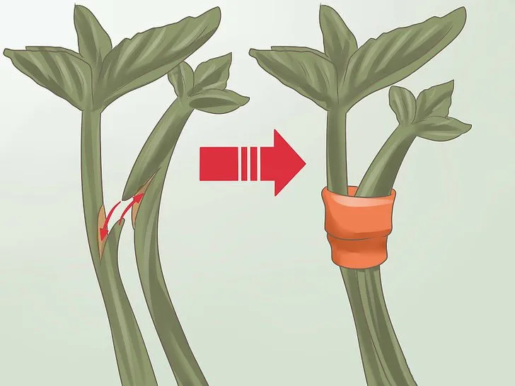 Двойное растение. Plant Grafting. Как соединить два растения. Метод цветка. Горизонтальный надрез растения.