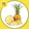 PREMIUM FRESH MINI PINEAPPLE / PHULAE Variety, / Northern THAILAND