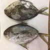 Frozen Pomfret Fish