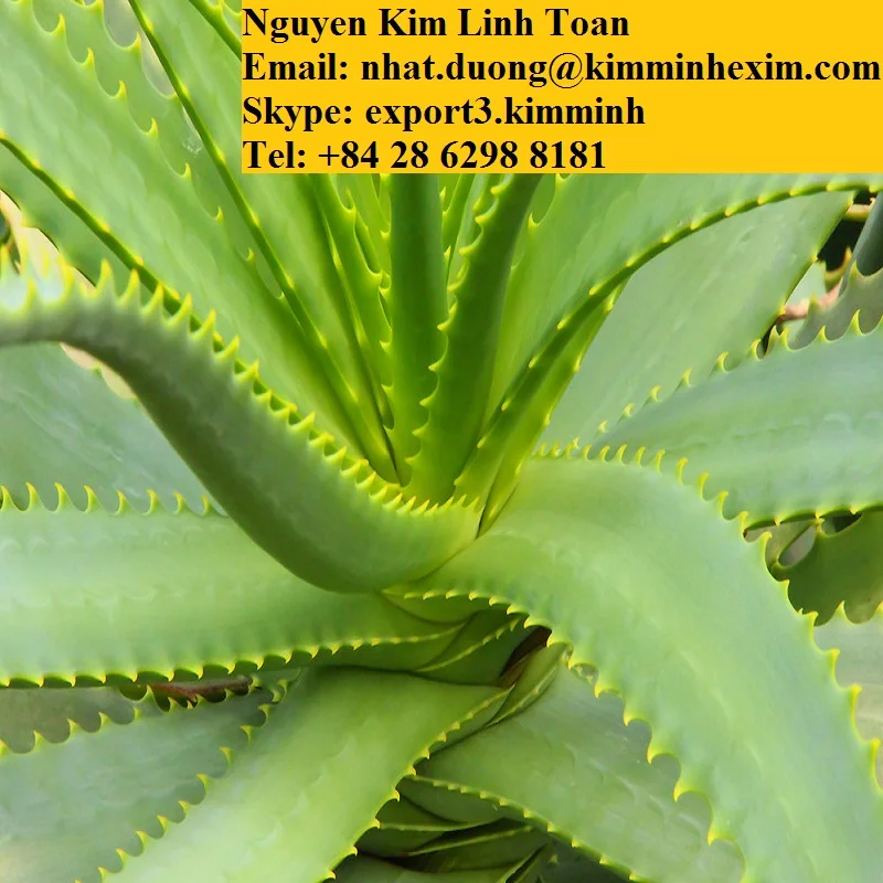 ALOE VERA LEAVES .jpg