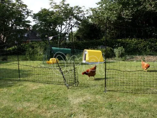 cheap chicken fencing