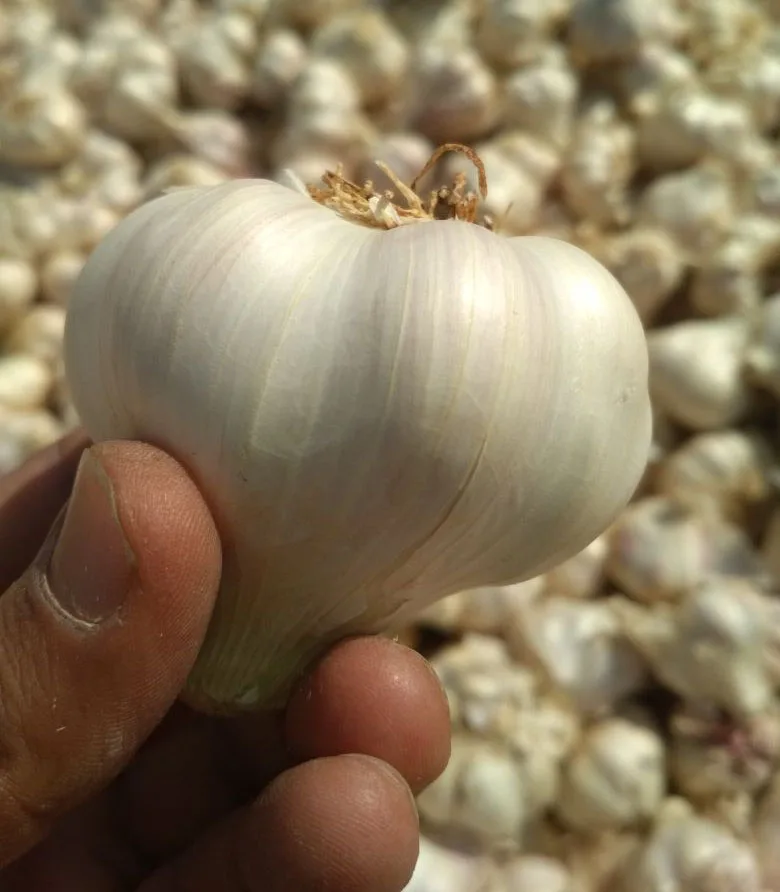 Indian Fresh Garlic For Export Vietnam Malaysia Singapore White 0.50 Kg