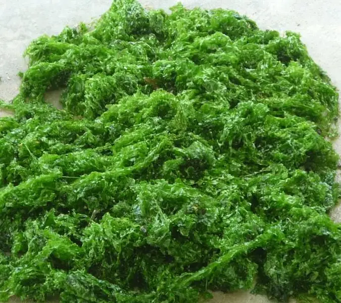 seaweed green