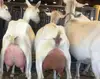live saanen goat and babies for sales
