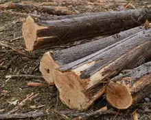 Red Cedar Logs Red Cedar Logs Suppliers And Manufacturers At