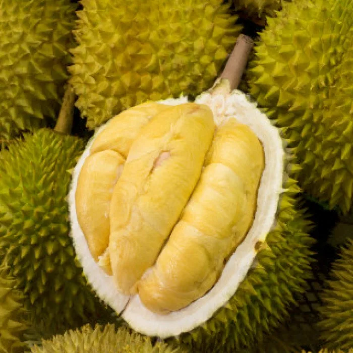 Fresh Durian Fruit - Vietnamese Fresh Durian Special Fruit/ Tasty