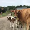 Alive Jersey Cow