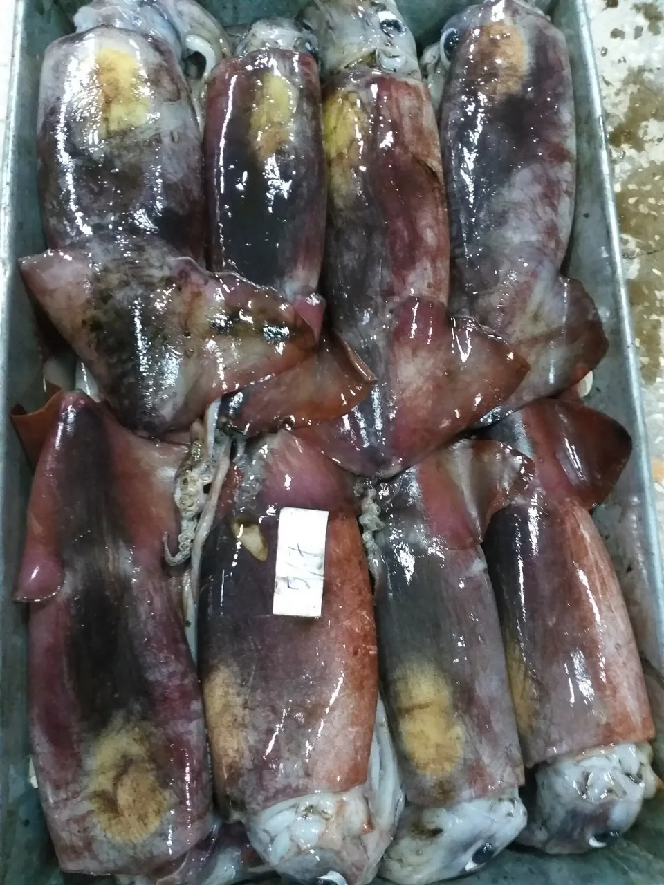 冷冻黑鱿鱼-韩国市场的大尺寸
