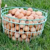 FERTILE CHICKEN EGGS MIXED BREED FERTILE EGGS FRESH TABLE EGGS and