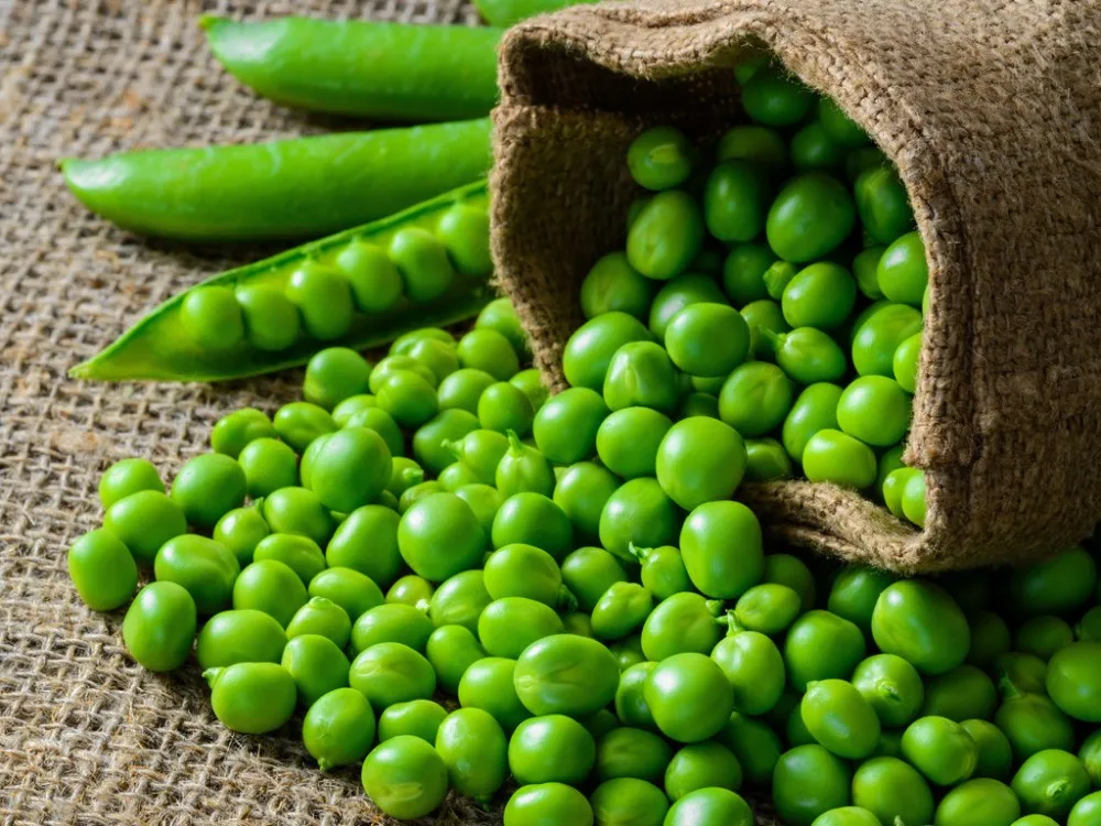 hot sale bulk frozen vegetable iqf frozen green peas with good