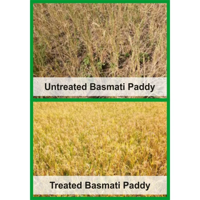 Plant Growth Regulator Rice Fertilizer For Beneficial Farming Buy