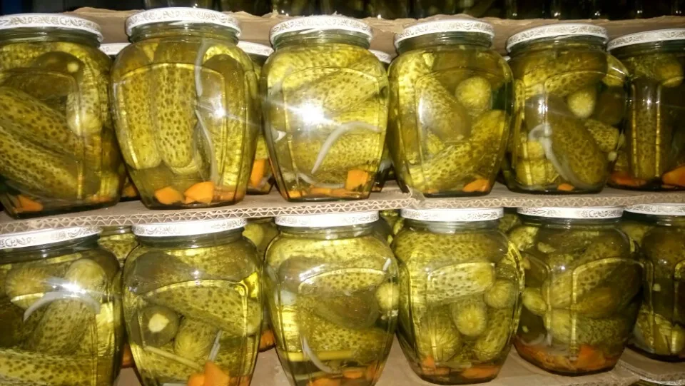 Fresh Pickling Cucumbers / Baby Gherkins In Brine 2021 +84 845 639 639