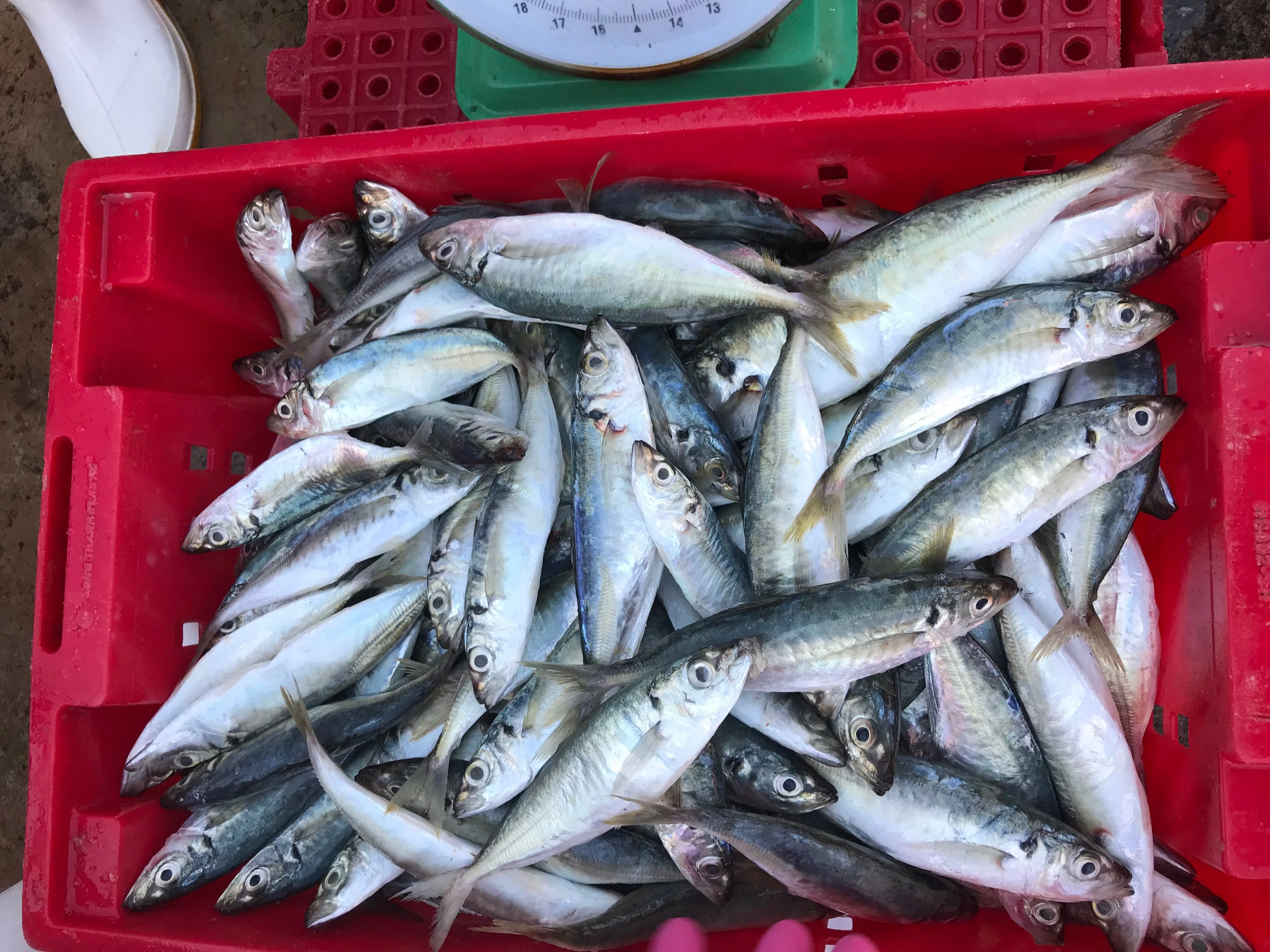 Vietnam Good Quality Frozen Round Mackerel Fish - Buy Frozen Round Scad