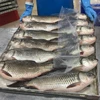 /product-detail/fresh-frozen-hilsa-fish-for-sale-62006960775.html