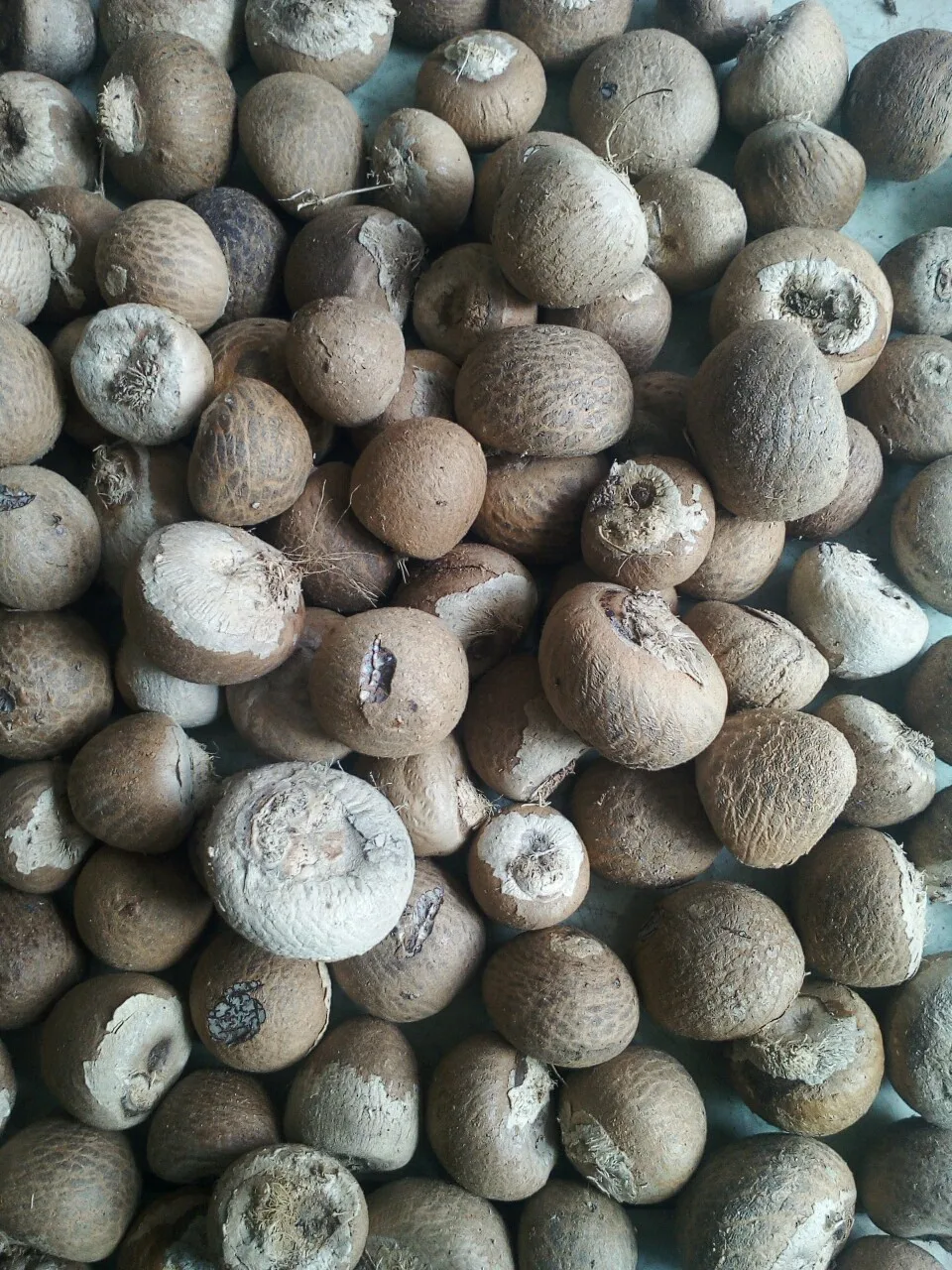 100% natural dried betel nut (whole) areca nut