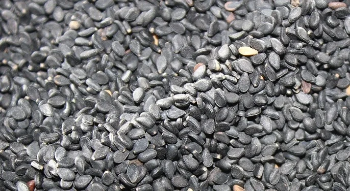 黑芝麻种子 2018