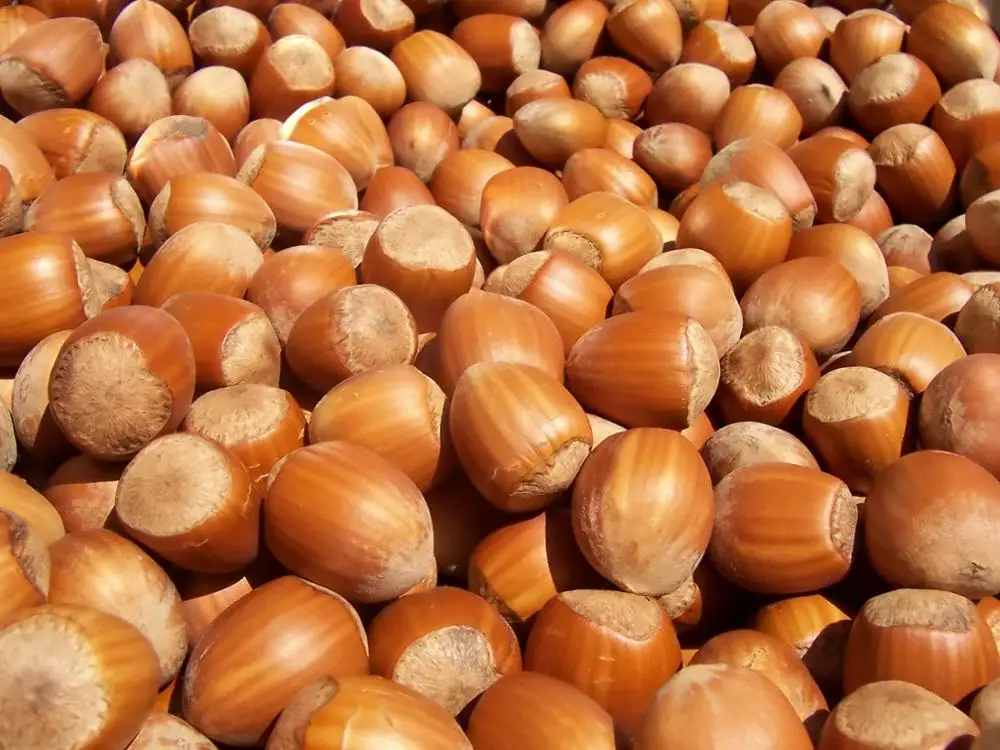 Factory Price Hazelnut (high Quality Certified For Export) /natural