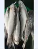 New Catching Frozen Grey Mullet Fish 500-1000g For Sale