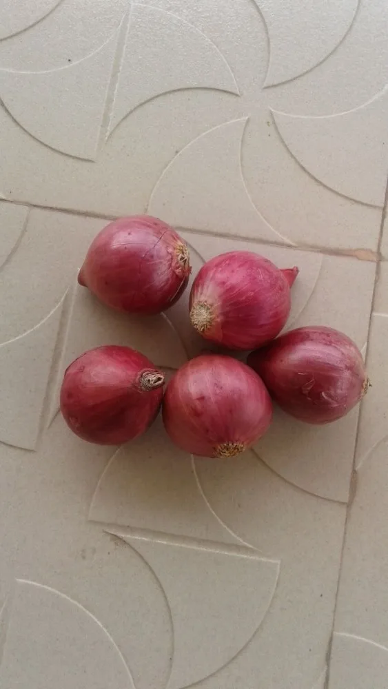 Fresh Nashik Onion For Malaysia 25mm To 60mm Premium Quality Nonpeeled