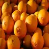 2018 Fresh oranges/Fresh mandarin orange available