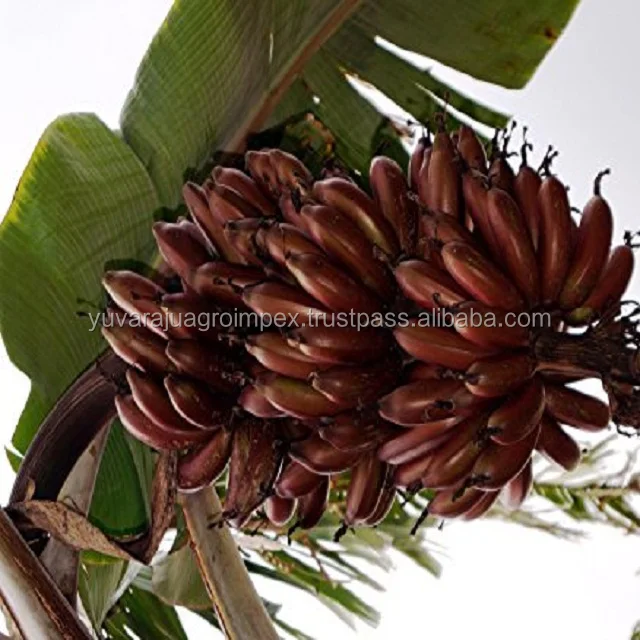 フレッシュフルーツインディアンレッドバナナ Buy Red Banana Exports To Canada Oman Bahrain Fresh Fruits Red Healthy Food Banana Baby Fruits Red Banana Product On Alibaba Com