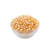 Exporter of Dried Yellow Maize Animal Feed Corn