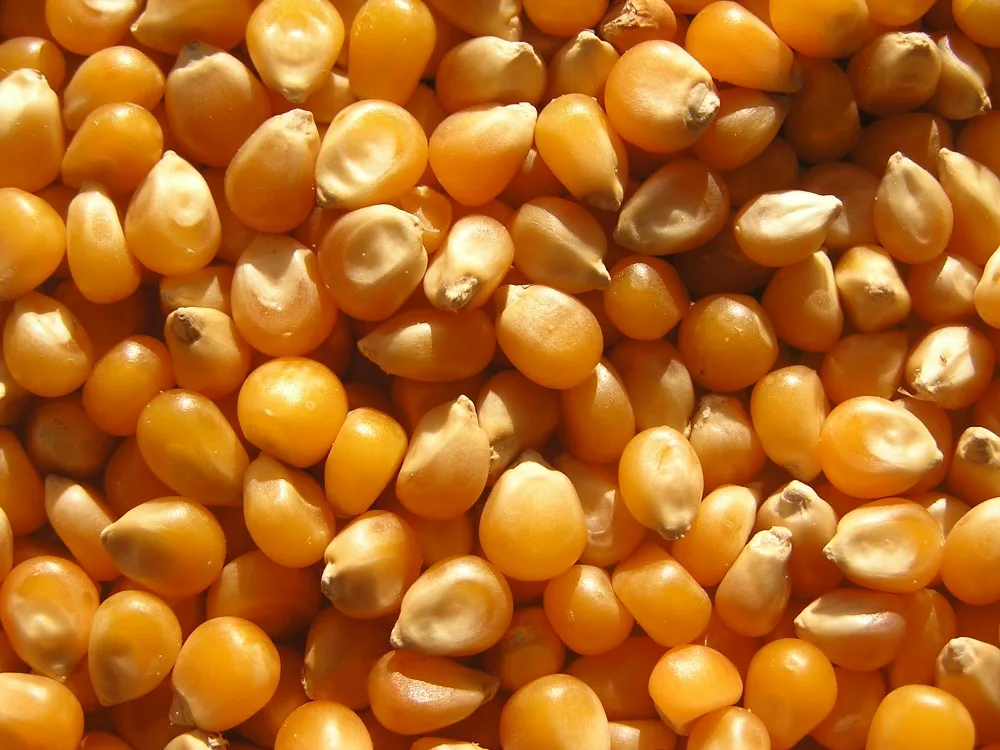 MAIZE 3