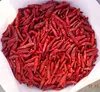 Whole Dry Red Chilli In Best Price