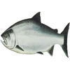 Atlantic Salmon Fish Backbones and Heads